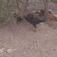جوجه