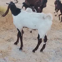 سه تا نری یه بز