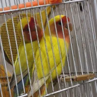 جفت کوتوله برزیلی مولد