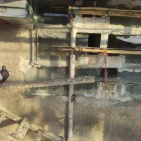 کبوتر سینه سیاه|پرنده|صائین قلعه, |دیوار