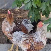 خروس ویاندوت ارنج|حیوانات مزرعه|شیراز, محراب|دیوار