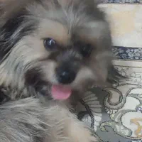 واگذاری آقا پیکو 8ماهه تربیت شده