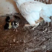 مرغ با۱۰جوجه لاری|حیوانات مزرعه|بالا ولایت, |دیوار