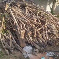 برش و حرص چوب|خدمات باغبانی و درختکاری|بوشهر, |دیوار