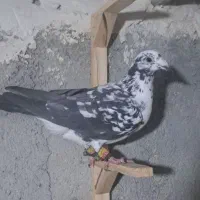 بزک سیاه باکله موشی