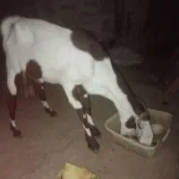 بز مری