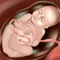 به تع داد نامحدودرحم جایگزین وتخمک اهدای هستیم
