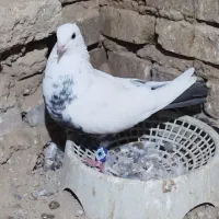 کبوتر دم قهوه ایی