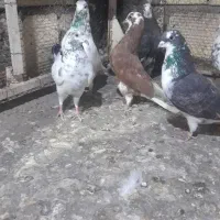 کبوتر۱۰عدد