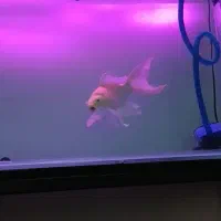 کوی یامابوکی باله بلند اصل|ماهی|قم, انصار‌الحسین|دیوار