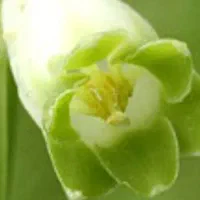 گل قشنگ سبز