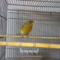 قناری نر|پرنده|قلعه نو, |دیوار