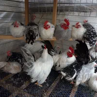 تخم مرغ نطفه دار نژاد جاپنیز