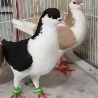 کفتر