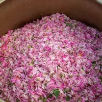 گلاب ناب لایزنگان|خوردنی و آشامیدنی|داراب, |دیوار