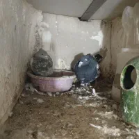 ۱۰عددکفتریجایی ۱۵۰۰|پرنده|بومهن, |دیوار