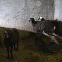 سه عدد بره و دو عدد شیشک ماده افشار