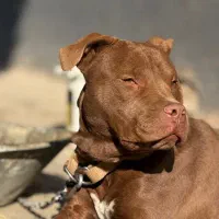 سگ پیتبول گمشده اندیشه فاز یک