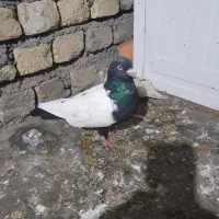 کفتر|پرنده|مشهد, ویلاشهر|دیوار