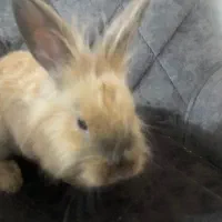 خرگوش های دوقلو|موش و خرگوش|شیراز, شهرک گلدشت حافظ‎|دیوار