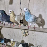 کفتر پرشی