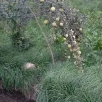 سیب برای خانواده های نیازمند