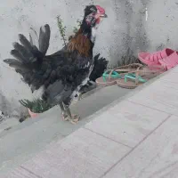 نیمچه خروس گلین ۳ماهه سالم وسلامت