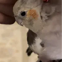 عروس هلندی دستی