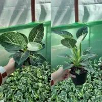 پتوس،کامپکت،شفلر،آگلونما ارزان|گل و گیاه طبیعی|کوچصفهان, |دیوار