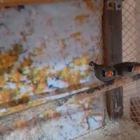 فنچ کاکلی|پرنده|پاکدشت, شهرک انقلاب|دیوار