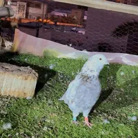 کبوتر کاشانی پرشی