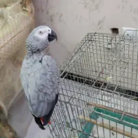 کاسکو خیلی بامزه|پرنده|شیراز, غدیر شمالی|دیوار