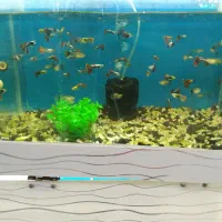 بارجدیدرسید|ماهی|اراک, |دیوار