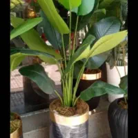 درختچه نیکولا