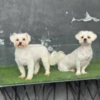 مالتیز شیتزو