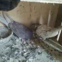 کبوتر|پرنده|قم, آزادگان|دیوار
