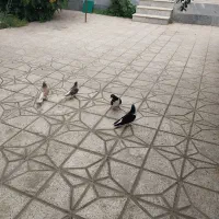 کفتر جفتگاه