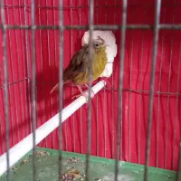 ماده قناری اماده|پرنده|رزن, |دیوار