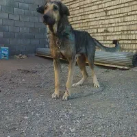 دو عدد ماده عراقی نسل سفید بستان آباد درجه یک|سگ|تبریز, |دیوار