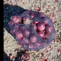 چند کارگر زرنگ لازم دارم برای پیواز