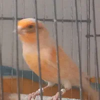 فروش دوجفت قناری|پرنده|مرودشت, نقش رستم|دیوار