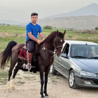 اسب برای فروش دارم