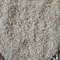 برنج هاشمی سورتینگ شده