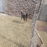 واگذاری سگ عراقی