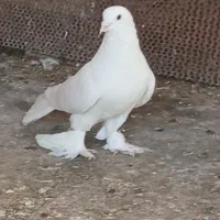 کفتر|پرنده|شیراز, ابیوردی|دیوار