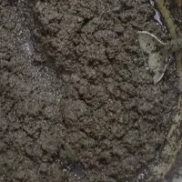 سبزی قورمه شده خونگی