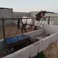 اسب|اسب و تجهیزات اسبسواری|گناباد, |دیوار