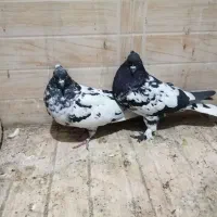 کفتر گرفتنی