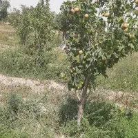 سیب لبنانی وگلابی  درگزی سردرختی   مشهد گلبهار|عمده‌فروشی|مشهد, امام خمینی|دیوار