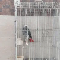 کاسکو بالغ نر